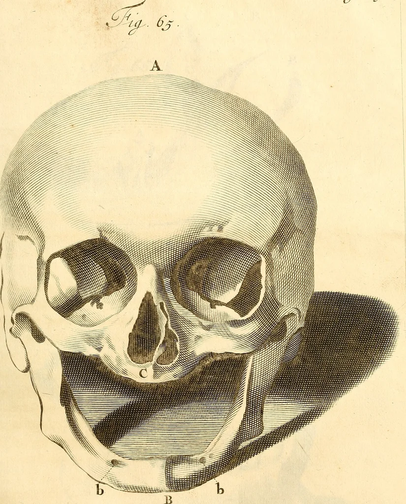 An illustration from Frederici Ruyschii ... Observationum anatomico-chirurgicarum centuria : accedit catalogus rariorum, quae in museo Ruyschiano asservantur ..., 1691, leaf 192