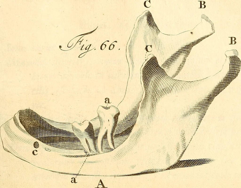 An illustration from Frederici Ruyschii ... Observationum anatomico-chirurgicarum centuria : accedit catalogus rariorum, quae in museo Ruyschiano asservantur ..., 1691, leaf 194