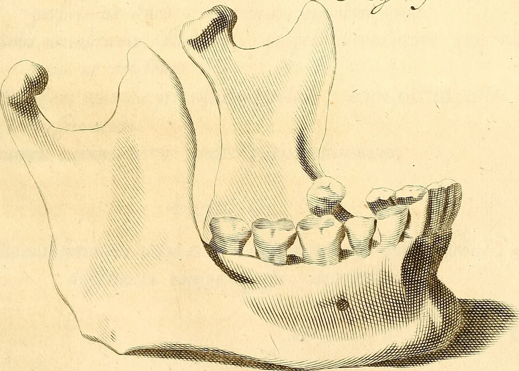 An illustration from Frederici Ruyschii ... Observationum anatomico-chirurgicarum centuria : accedit catalogus rariorum, quae in museo Ruyschiano asservantur ..., 1691, leaf 194