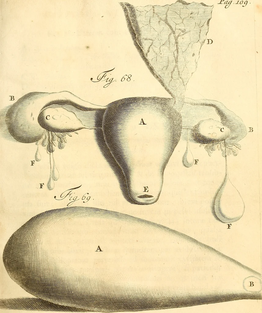 An illustration from Frederici Ruyschii ... Observationum anatomico-chirurgicarum centuria : accedit catalogus rariorum, quae in museo Ruyschiano asservantur ..., 1691, leaf 198