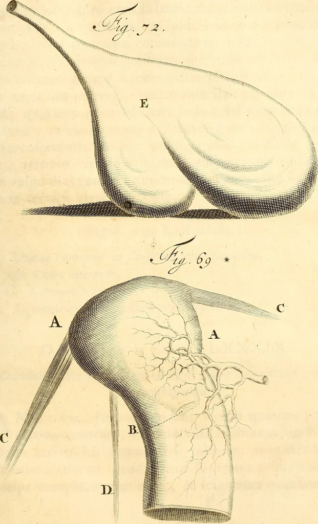 An illustration from Frederici Ruyschii ... Observationum anatomico-chirurgicarum centuria : accedit catalogus rariorum, quae in museo Ruyschiano asservantur ..., 1691, leaf 204