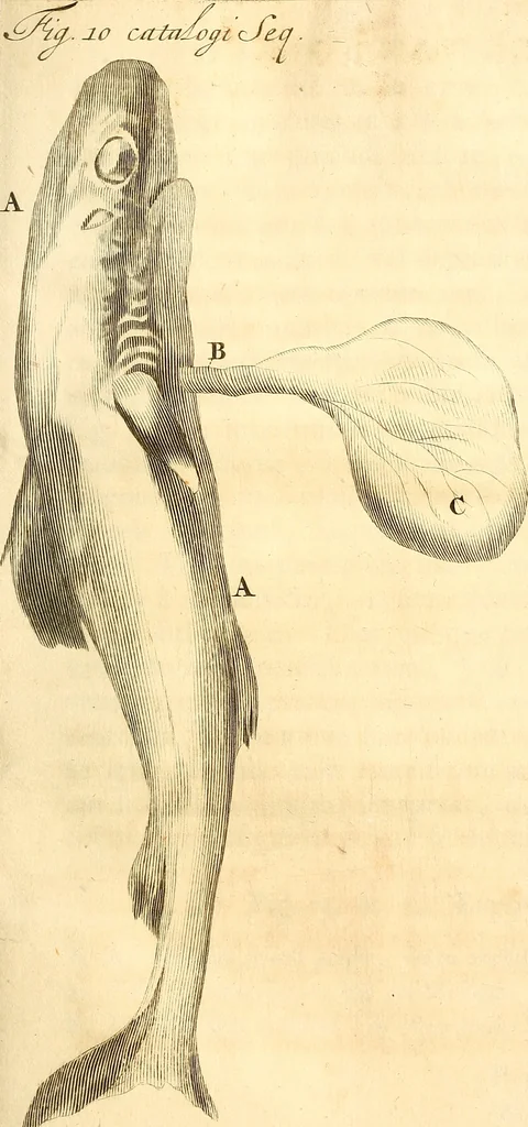 An illustration from Frederici Ruyschii ... Observationum anatomico-chirurgicarum centuria : accedit catalogus rariorum, quae in museo Ruyschiano asservantur ..., 1691, leaf 212