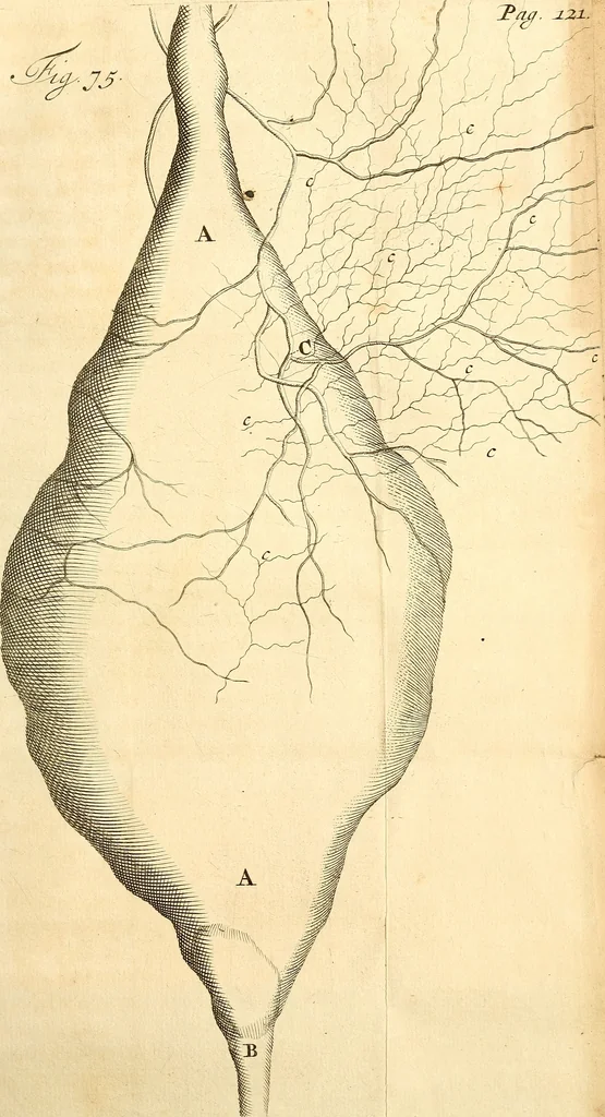 An illustration from Frederici Ruyschii ... Observationum anatomico-chirurgicarum centuria : accedit catalogus rariorum, quae in museo Ruyschiano asservantur ..., 1691, leaf 218
