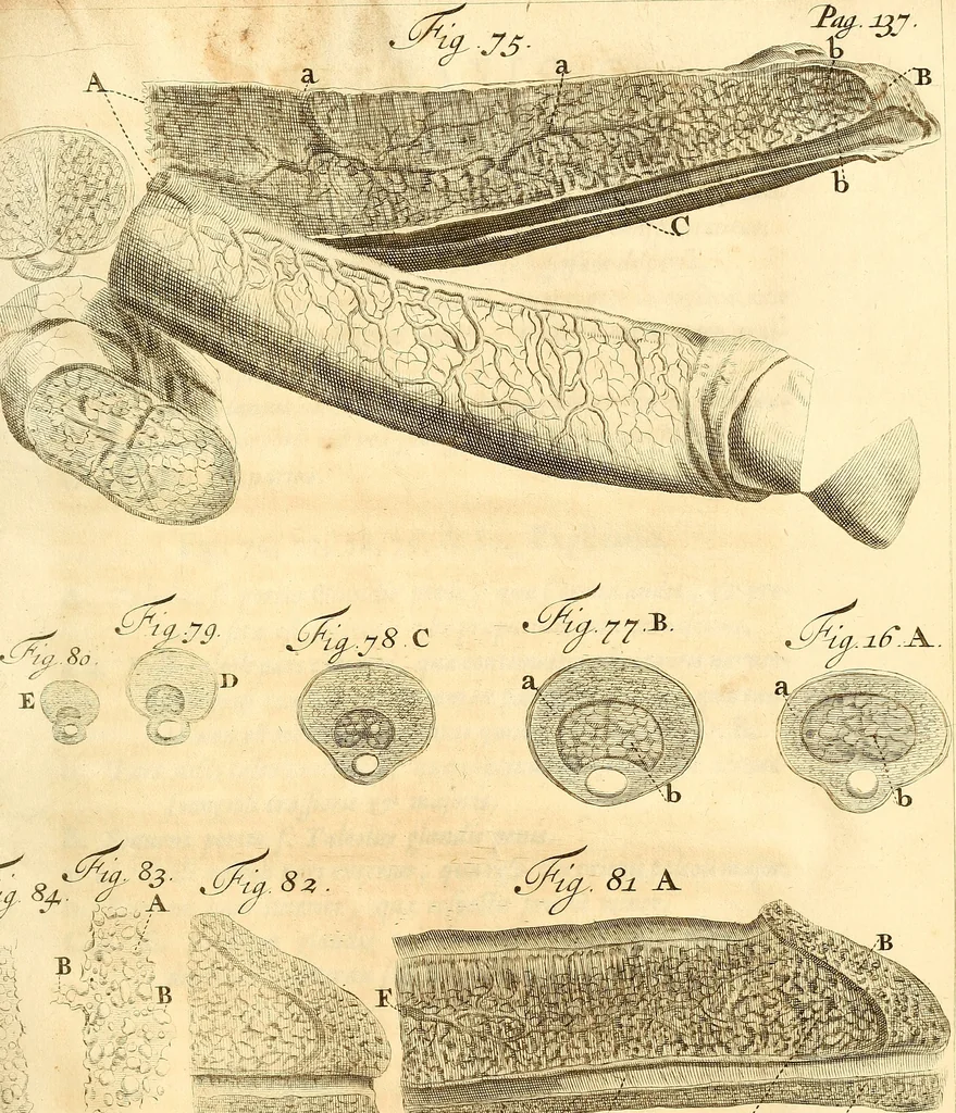 An illustration from Frederici Ruyschii ... Observationum anatomico-chirurgicarum centuria : accedit catalogus rariorum, quae in museo Ruyschiano asservantur ..., 1691, leaf 236