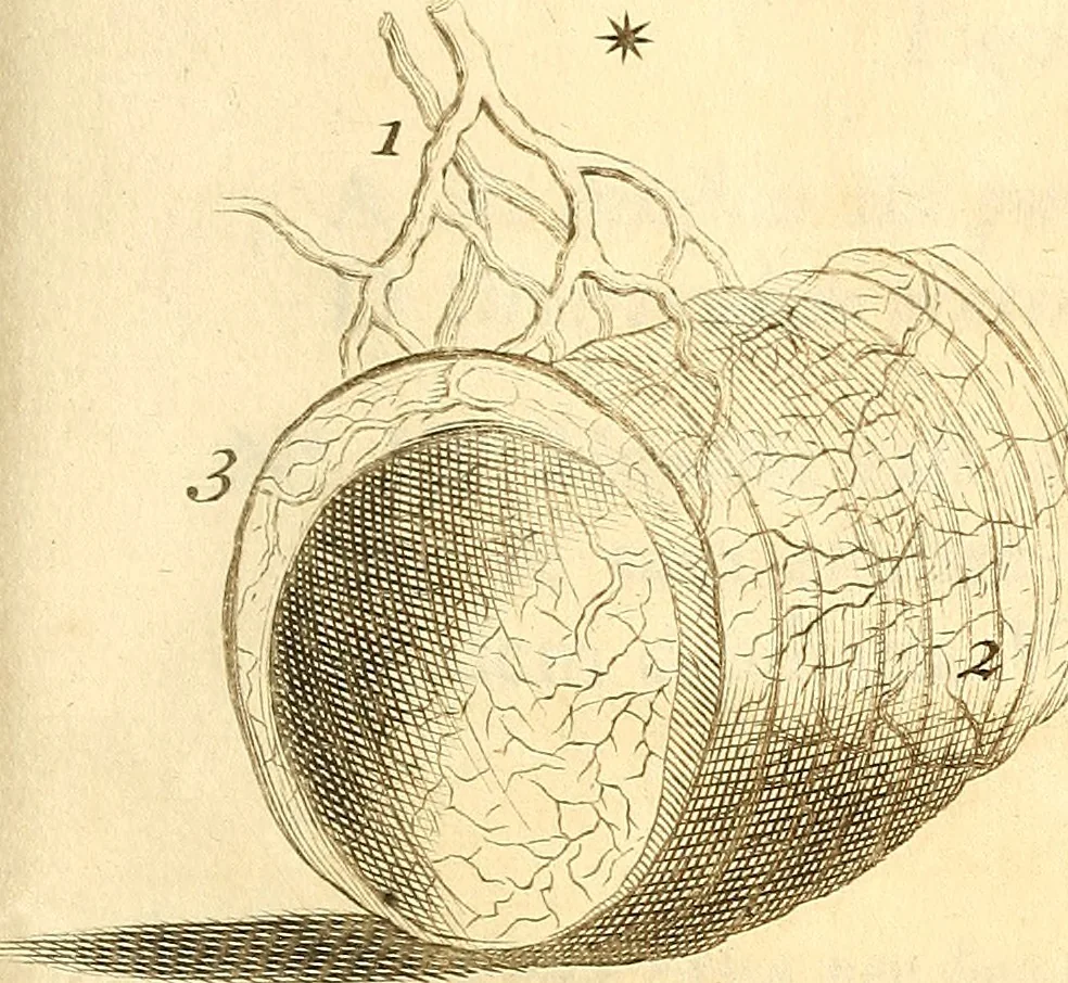 An illustration from Frederici Ruyschii ... Observationum anatomico-chirurgicarum centuria : accedit catalogus rariorum, quae in museo Ruyschiano asservantur ..., 1691, leaf 308