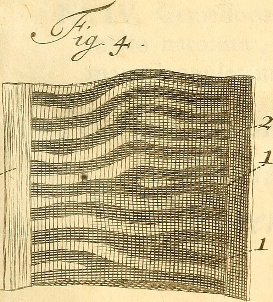 An illustration from Frederici Ruyschii ... Observationum anatomico-chirurgicarum centuria : accedit catalogus rariorum, quae in museo Ruyschiano asservantur ..., 1691, leaf 308