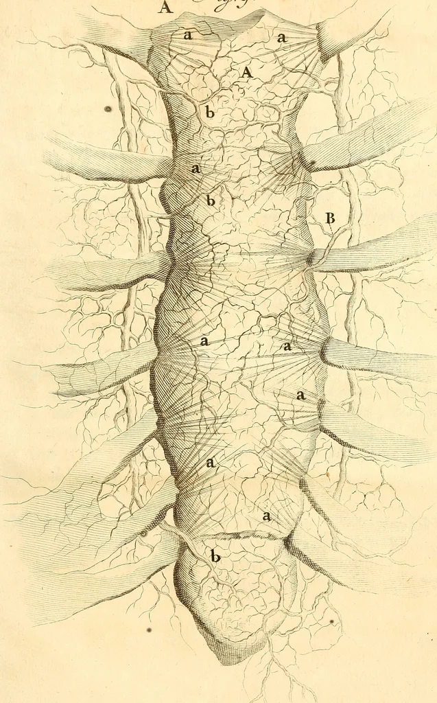 An illustration from Frederici Ruyschii ... Observationum anatomico-chirurgicarum centuria : accedit catalogus rariorum, quae in museo Ruyschiano asservantur ..., 1691, leaf 354