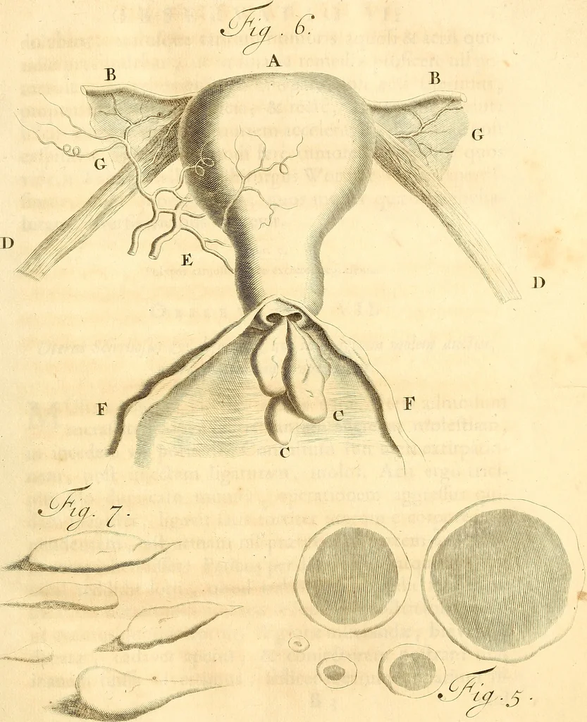 An illustration from Frederici Ruyschii ... Observationum anatomico-chirurgicarum centuria : accedit catalogus rariorum, quae in museo Ruyschiano asservantur ..., 1691, leaf 36