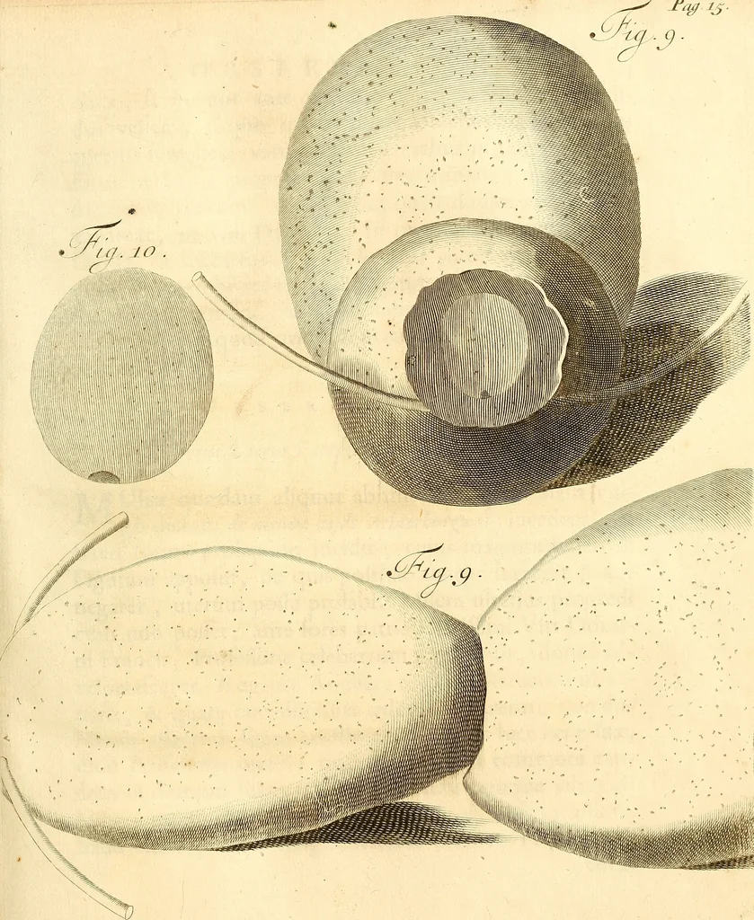 An illustration from Frederici Ruyschii ... Observationum anatomico-chirurgicarum centuria : accedit catalogus rariorum, quae in museo Ruyschiano asservantur ..., 1691, leaf 42