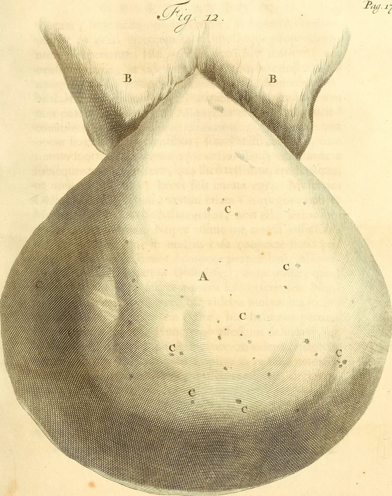 An illustration from Frederici Ruyschii ... Observationum anatomico-chirurgicarum centuria : accedit catalogus rariorum, quae in museo Ruyschiano asservantur ..., 1691, leaf 48