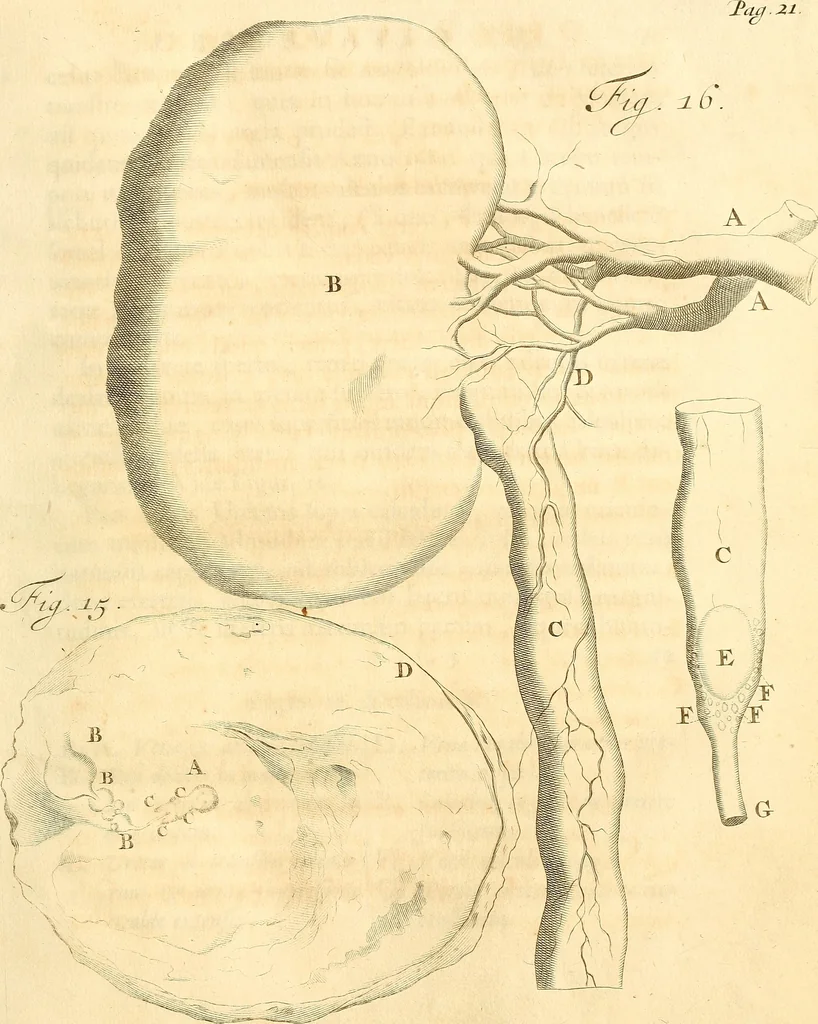 An illustration from Frederici Ruyschii ... Observationum anatomico-chirurgicarum centuria : accedit catalogus rariorum, quae in museo Ruyschiano asservantur ..., 1691, leaf 56