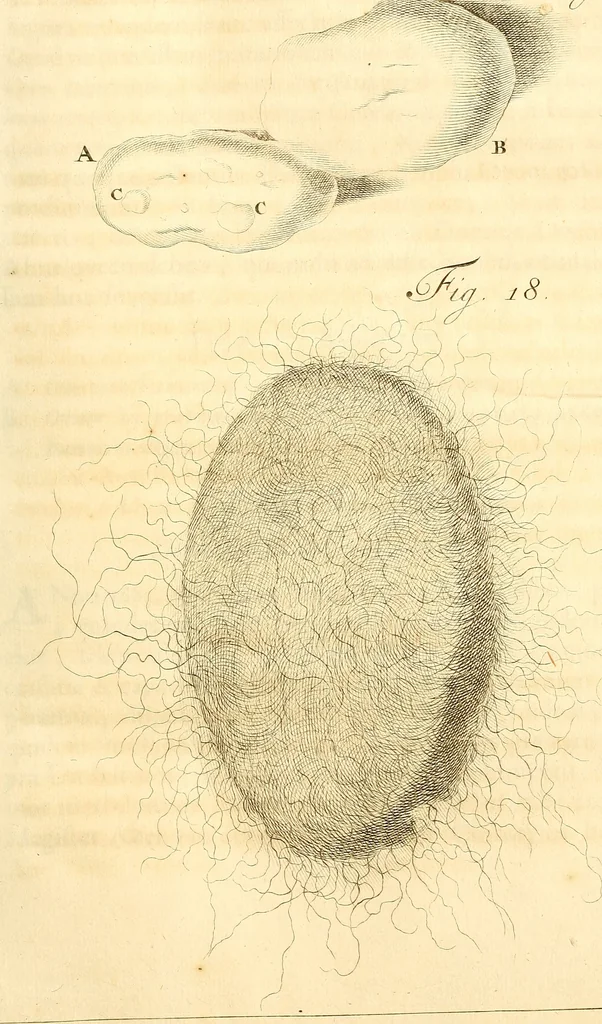 An illustration from Frederici Ruyschii ... Observationum anatomico-chirurgicarum centuria : accedit catalogus rariorum, quae in museo Ruyschiano asservantur ..., 1691, leaf 60
