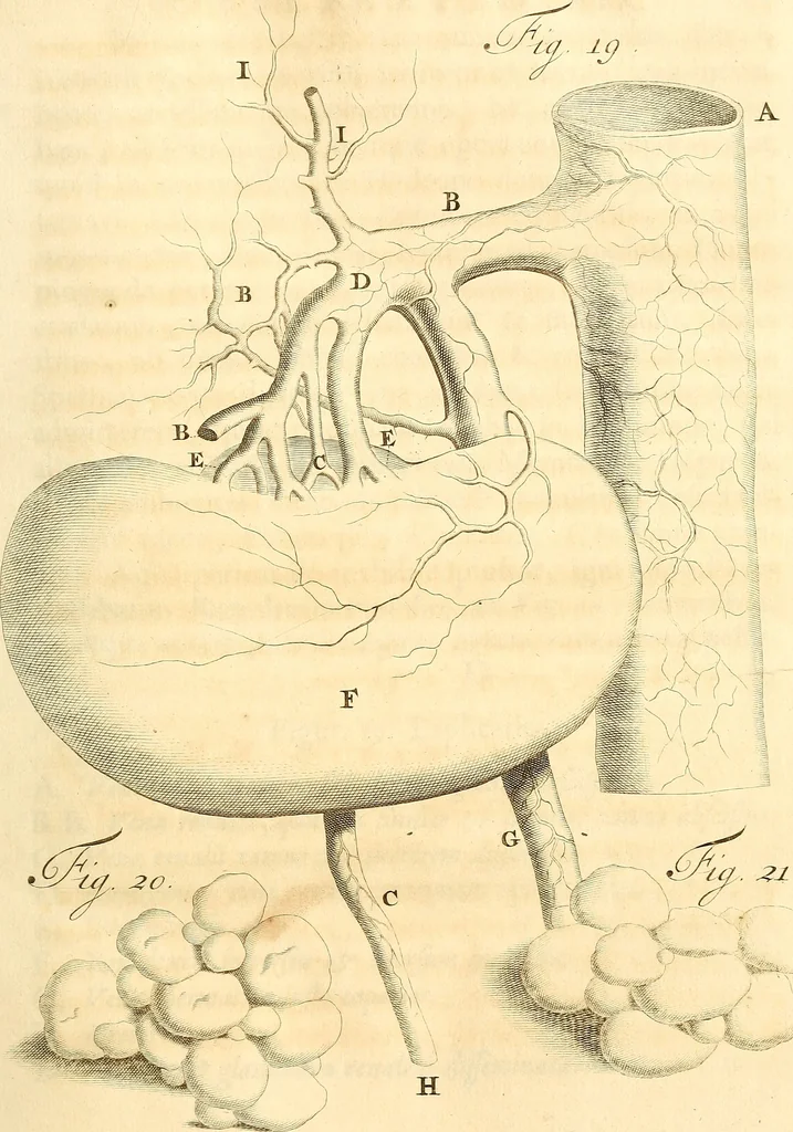An illustration from Frederici Ruyschii ... Observationum anatomico-chirurgicarum centuria : accedit catalogus rariorum, quae in museo Ruyschiano asservantur ..., 1691, leaf 64