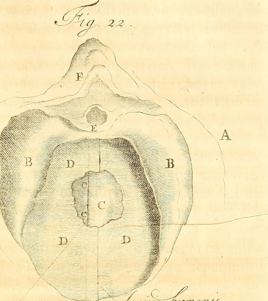 An illustration from Frederici Ruyschii ... Observationum anatomico-chirurgicarum centuria : accedit catalogus rariorum, quae in museo Ruyschiano asservantur ..., 1691, leaf 70