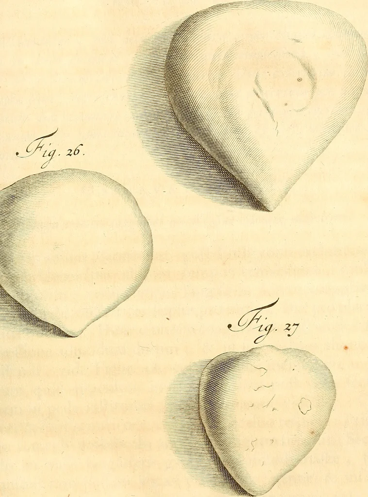 An illustration from Frederici Ruyschii ... Observationum anatomico-chirurgicarum centuria : accedit catalogus rariorum, quae in museo Ruyschiano asservantur ..., 1691, leaf 82