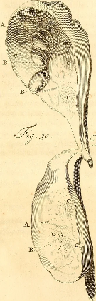 An illustration from Frederici Ruyschii ... Observationum anatomico-chirurgicarum centuria : accedit catalogus rariorum, quae in museo Ruyschiano asservantur ..., 1691, leaf 90
