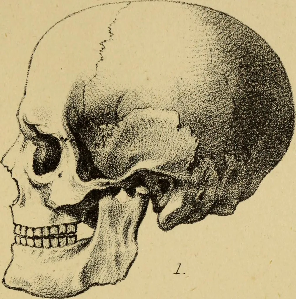 An illustration from Free-hand drawing : a guide to ornamental, figure, and landscape drawing, 1868, leaf 97