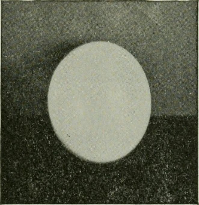 An illustration from Free-hand drawing : a manual for teachers and students, 1904, leaf 100