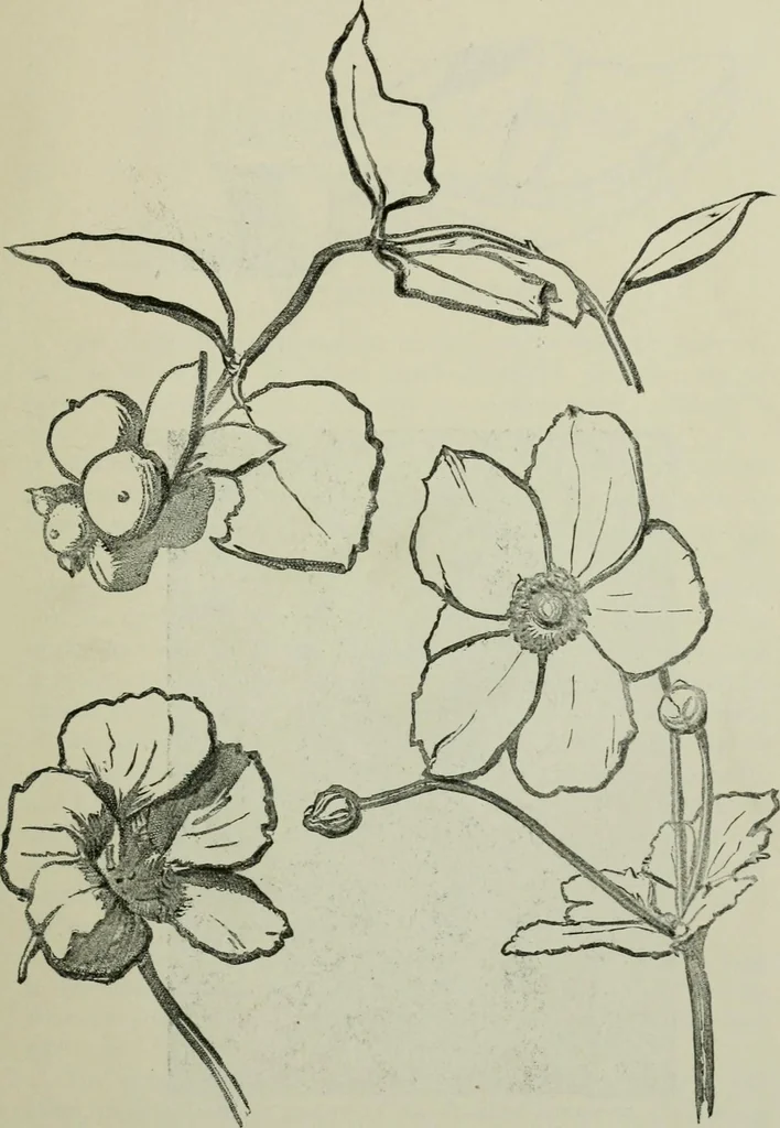 An illustration from Free-hand drawing : a manual for teachers and students, 1904, leaf 14