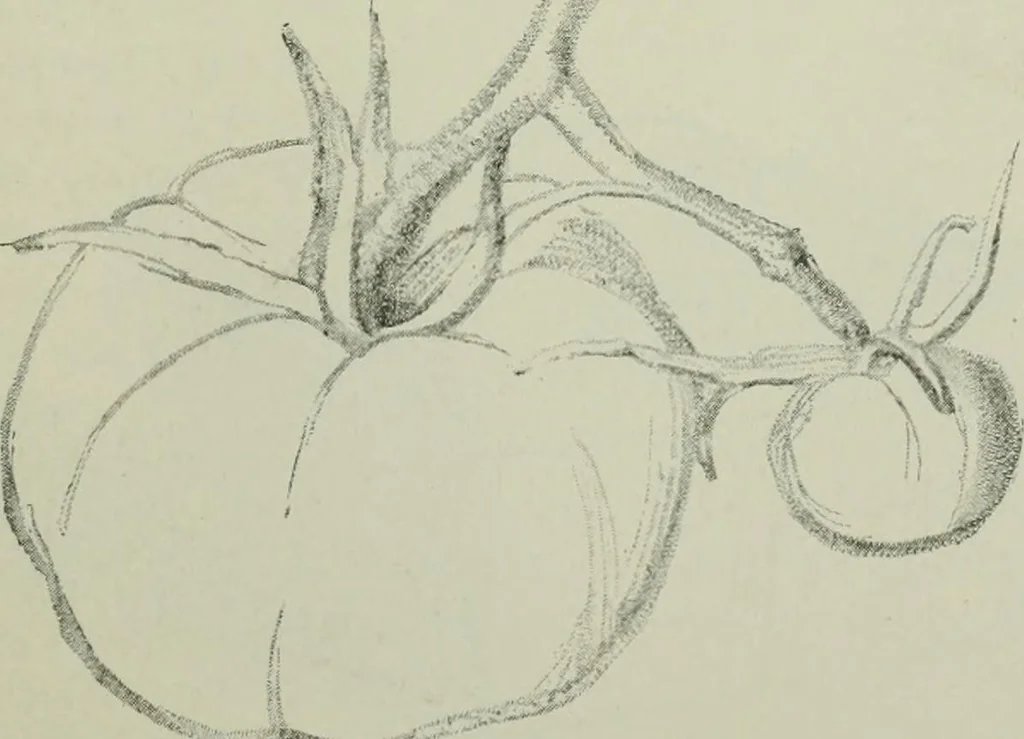 An illustration from Free-hand drawing : a manual for teachers and students, 1904, leaf 36