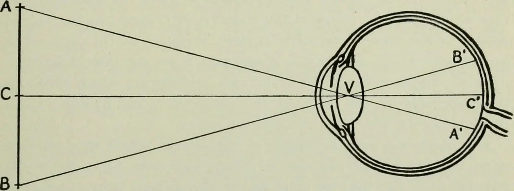 An illustration from Free-hand drawing : a manual for teachers and students, 1904, leaf 96