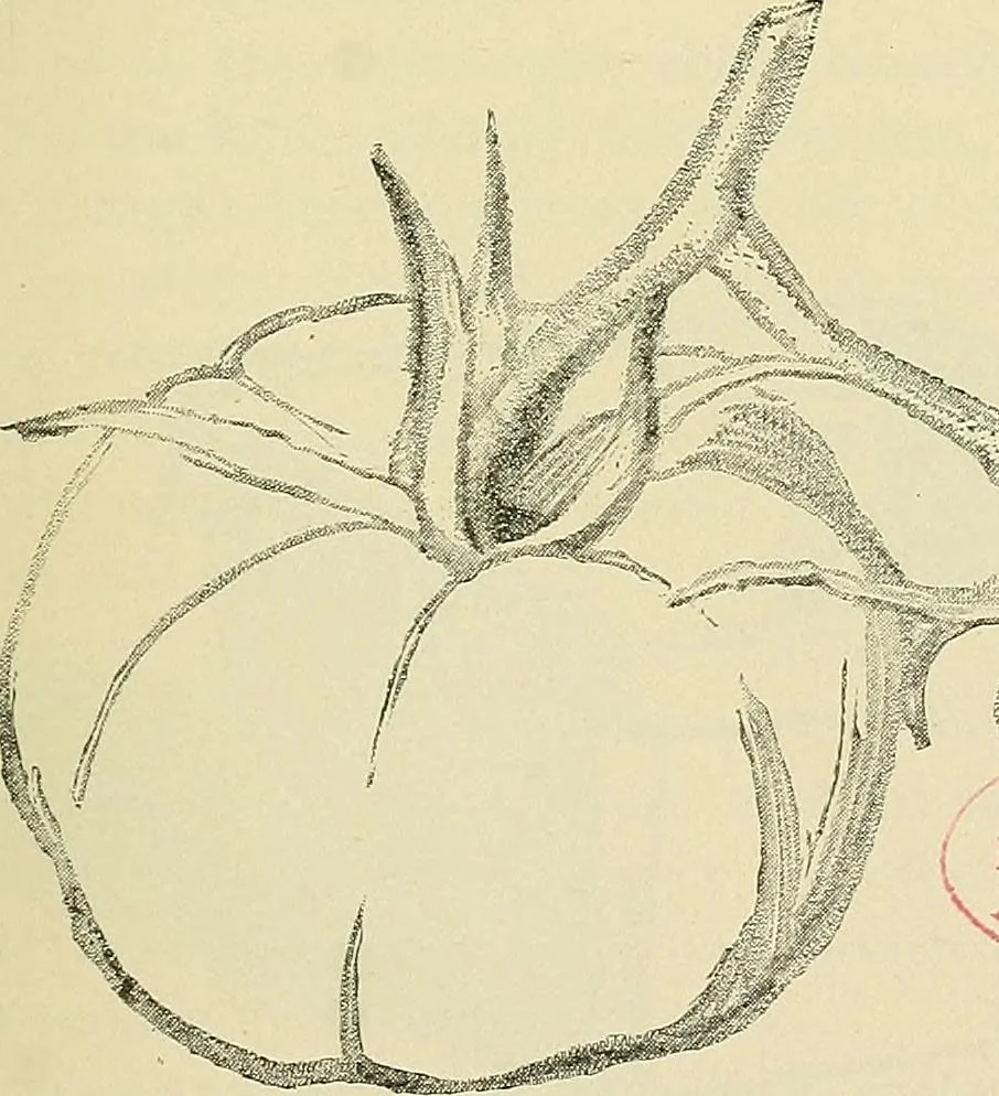 An illustration from Free-hand drawing : a manual for teachers and students, 1898, leaf 35