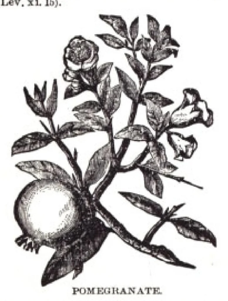 An illustration from FREEMASONS BIBLE, 1611, leaf 940