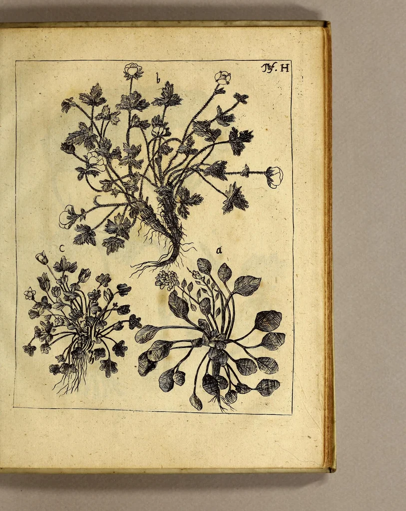 An illustration from Friderich Martens vom Hamburg Spitzbergische oder groenlandische Reise Beschreibung gethan im Jahr 1671. : Aus eigner Erfahrunge beschrieben, die dazu erforderte Figuren nach dem Leben selbst abgerissen, (so hierbey in Kupfferzusehen) und jetzo durch den Druck mitgetheilet, 1675, leaf 157