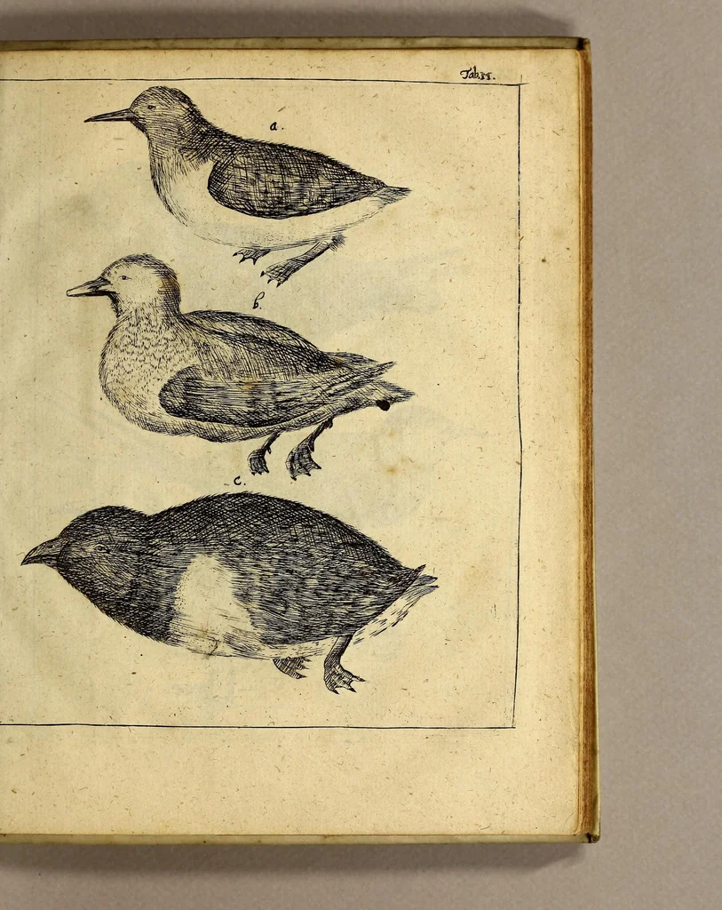 An illustration from Friderich Martens vom Hamburg Spitzbergische oder groenlandische Reise Beschreibung gethan im Jahr 1671. : Aus eigner Erfahrunge beschrieben, die dazu erforderte Figuren nach dem Leben selbst abgerissen, (so hierbey in Kupfferzusehen) und jetzo durch den Druck mitgetheilet, 1675, leaf 165