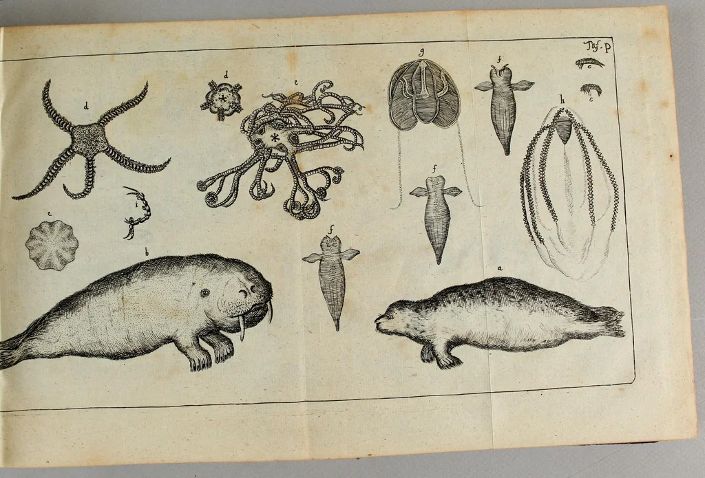 An illustration from Friderich Martens vom Hamburg Spitzbergische oder groenlandische Reise Beschreibung gethan im Jahr 1671. : Aus eigner Erfahrunge beschrieben, die dazu erforderte Figuren nach dem Leben selbst abgerissen, (so hierbey in Kupfferzusehen) und jetzo durch den Druck mitgetheilet, 1675, leaf 171