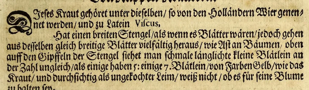 An illustration from Friderich Martens vom Hamburg Spitzbergische oder groenlandische Reise Beschreibung gethan im Jahr 1671. : Aus eigner Erfahrunge beschrieben, die dazu erforderte Figuren nach dem Leben selbst abgerissen, (so hierbey in Kupfferzusehen) und jetzo durch den Druck mitgetheilet, 1675, leaf 61