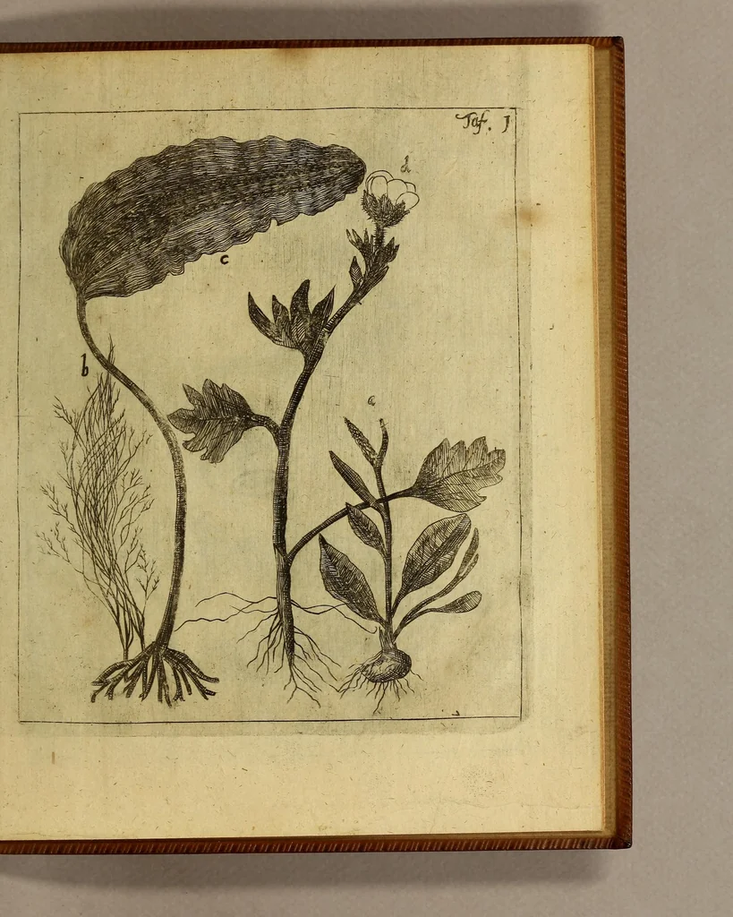 An illustration from Friderich Martens vom Hamburg Spitzbergische oder groenlandische Reise Beschreibung gethan im Jahr 1671. : Aus eigner Erfahrunge beschrieben, die dazu erforderte Figuren nach dem Leben selbst abgerissen, (so hierbey in Kupfferzusehen) und jetzo durch den Druck mitgetheilet, 1675, leaf 167
