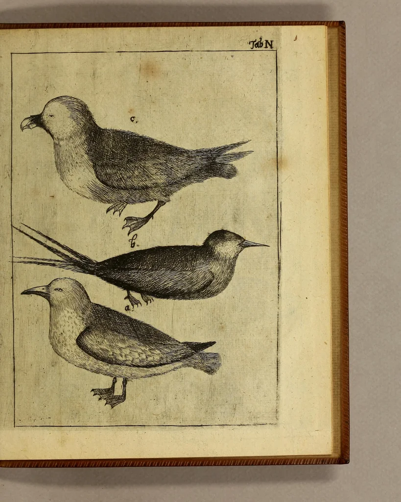 An illustration from Friderich Martens vom Hamburg Spitzbergische oder groenlandische Reise Beschreibung gethan im Jahr 1671. : Aus eigner Erfahrunge beschrieben, die dazu erforderte Figuren nach dem Leben selbst abgerissen, (so hierbey in Kupfferzusehen) und jetzo durch den Druck mitgetheilet, 1675, leaf 175