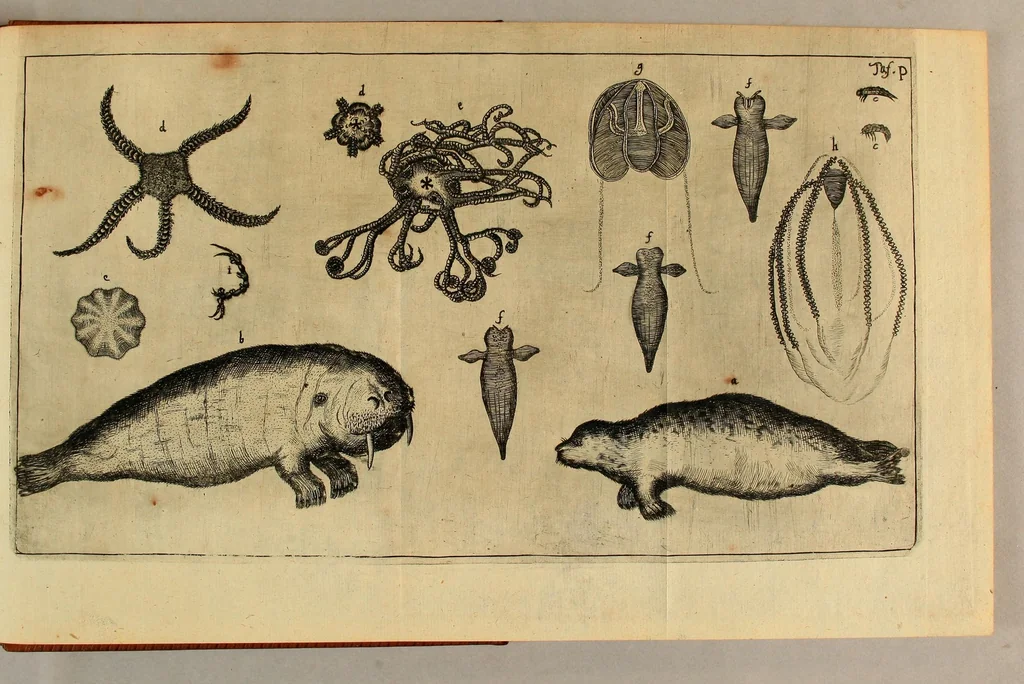 An illustration from Friderich Martens vom Hamburg Spitzbergische oder groenlandische Reise Beschreibung gethan im Jahr 1671. : Aus eigner Erfahrunge beschrieben, die dazu erforderte Figuren nach dem Leben selbst abgerissen, (so hierbey in Kupfferzusehen) und jetzo durch den Druck mitgetheilet, 1675, leaf 179