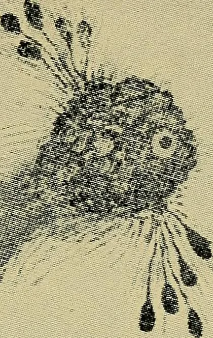 An illustration from From India to the planet Mars : a study of a case of somnambulism with glossolalia, 1900, leaf 213