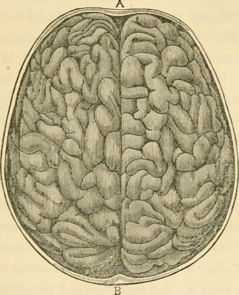 An illustration from The fundamental principles of phrenology are the only principles capable of being reconciled with the immateriality and immortality of the soul, 1868, leaf 435