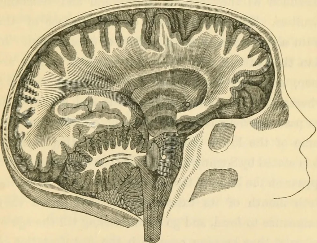 An illustration from The fundamental principles of phrenology are the only principles capable of being reconciled with the immateriality and immortality of the soul, 1868, leaf 449