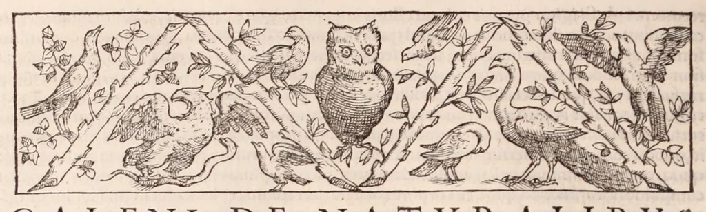 An illustration from Galeni omnia quae extant opera : in latinum sermonem conuersa, 1565, leaf 1166