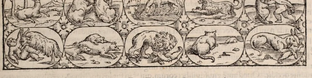 An illustration from Galeni omnia quae extant opera : in latinum sermonem conuersa, 1565, leaf 331