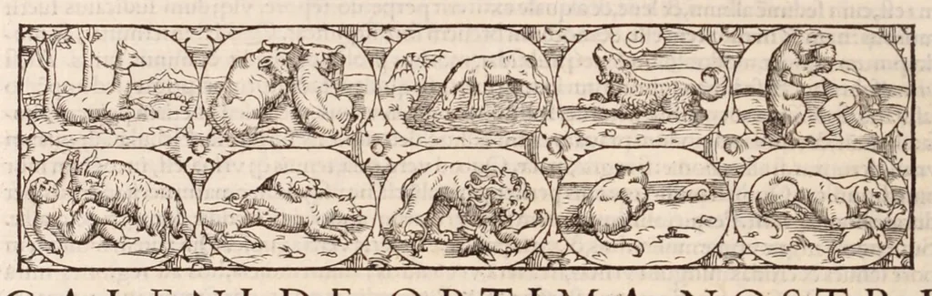 An illustration from Galeni omnia quae extant opera : in latinum sermonem conuersa, 1565, leaf 660