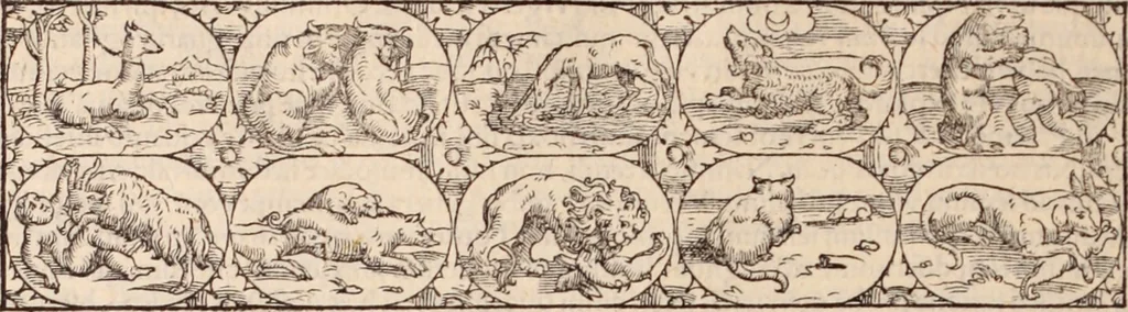 An illustration from Galeni omnia quae extant opera : in latinum sermonem conuersa, 1565, leaf 207
