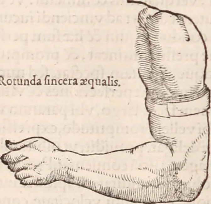 An illustration from Galeni omnia quae extant opera : in latinum sermonem conuersa, 1565, leaf 1019