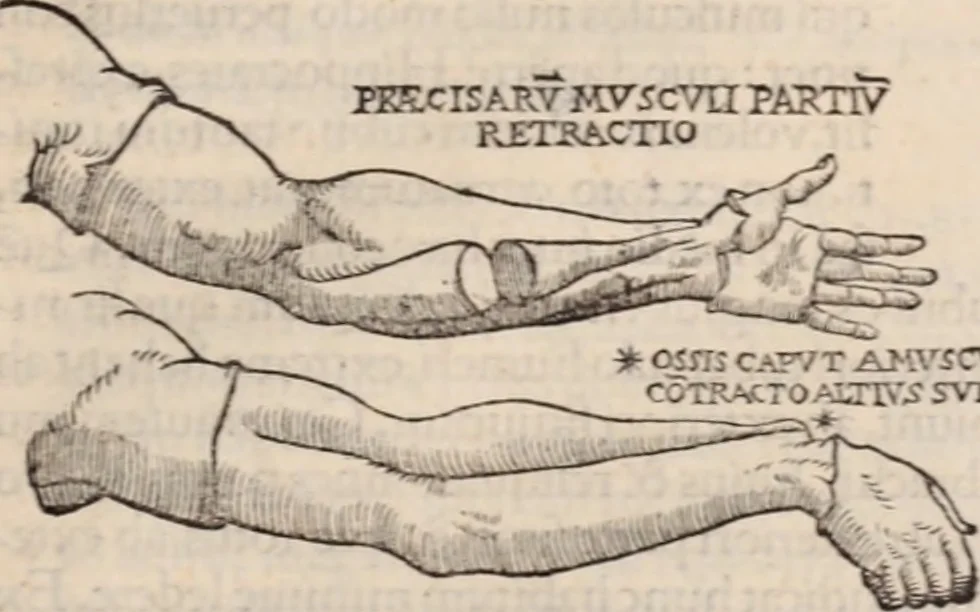 An illustration from Galeni omnia quae extant opera : in latinum sermonem conuersa, 1565, leaf 1056