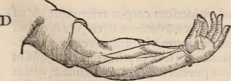 An illustration from Galeni omnia quae extant opera : in latinum sermonem conuersa, 1565, leaf 1056