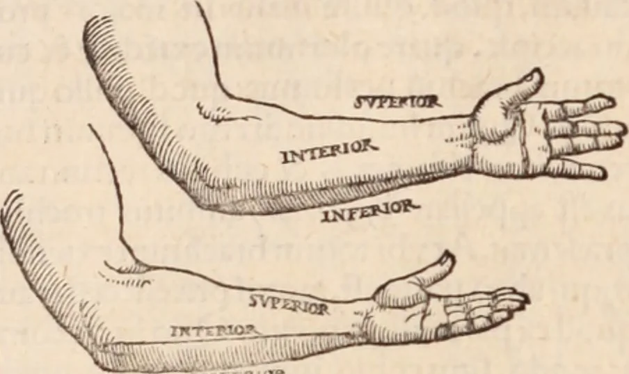 An illustration from Galeni omnia quae extant opera : in latinum sermonem conuersa, 1565, leaf 1061