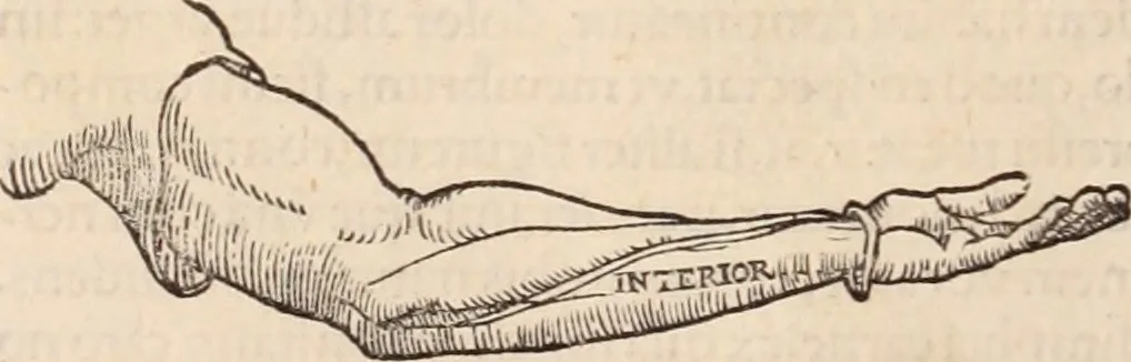 An illustration from Galeni omnia quae extant opera : in latinum sermonem conuersa, 1565, leaf 1061