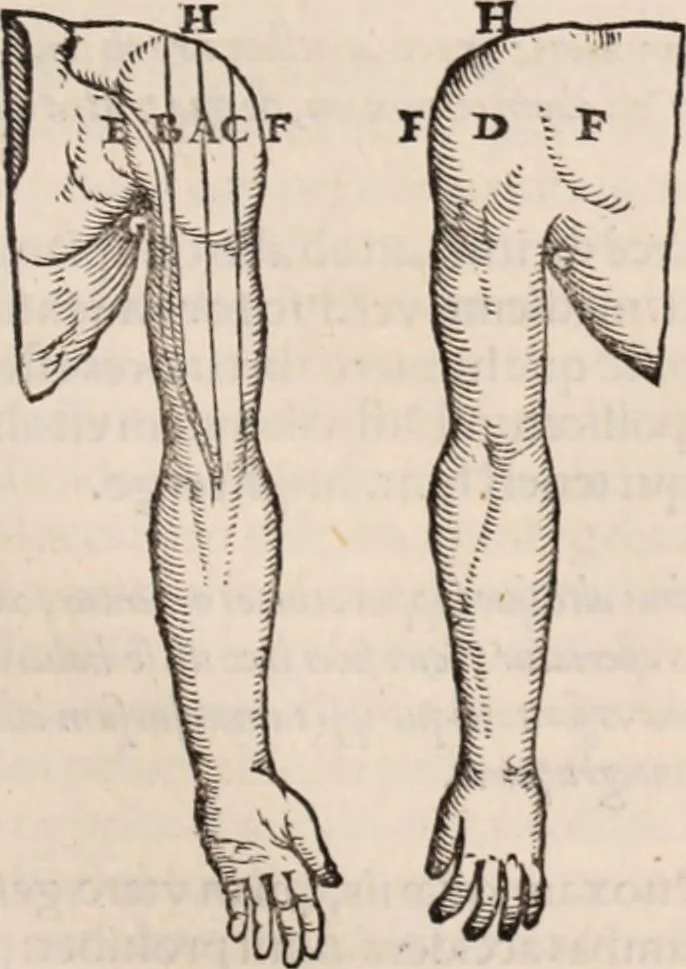 An illustration from Galeni omnia quae extant opera : in latinum sermonem conuersa, 1565, leaf 1126