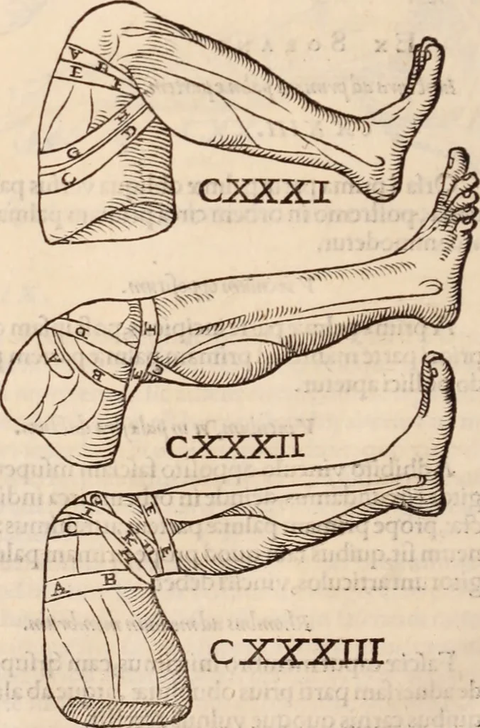 An illustration from Galeni omnia quae extant opera : in latinum sermonem conuersa, 1565, leaf 1219