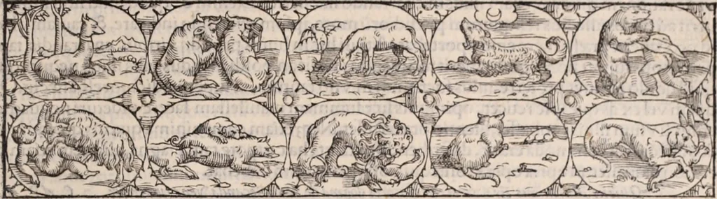 An illustration from Galeni omnia quae extant opera : in latinum sermonem conuersa, 1565, leaf 568