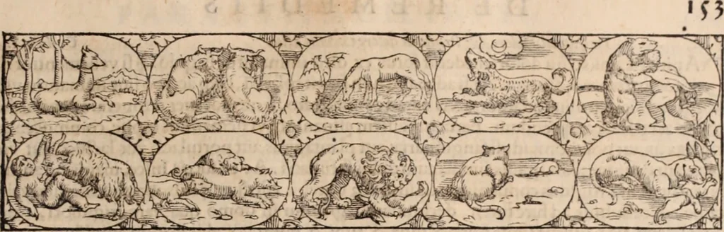 An illustration from Galeni omnia quae extant opera : in latinum sermonem conuersa, 1565, leaf 906